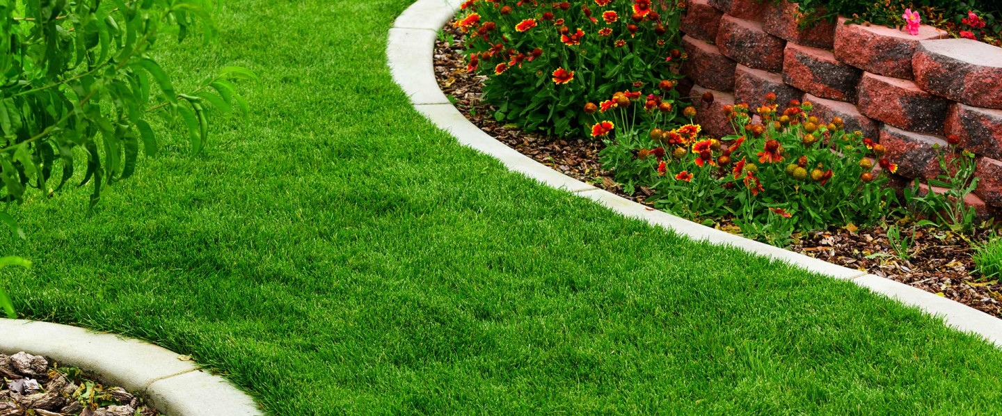 Do You Want Your Lawn Care to Thrive?